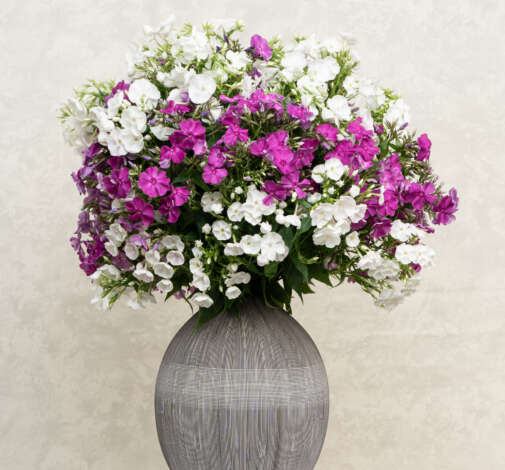 Magical® Pink TendernesZ