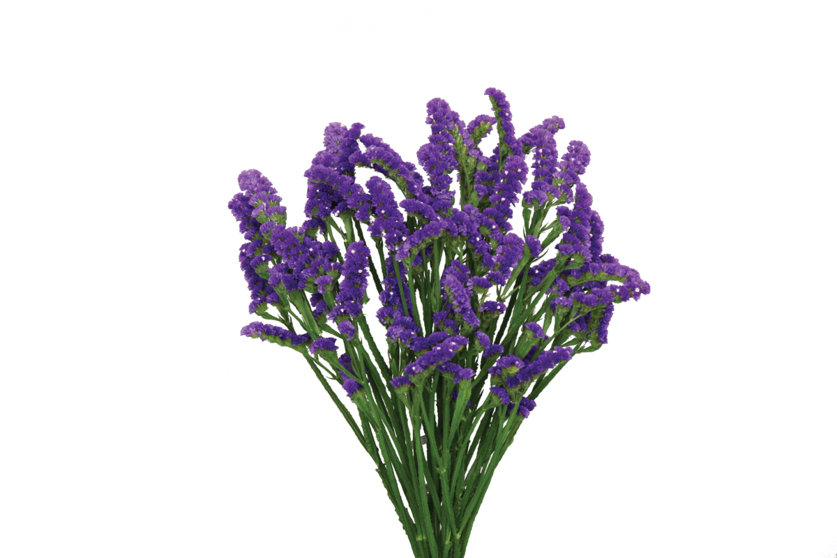 SUPERTA™ DARK BLUE