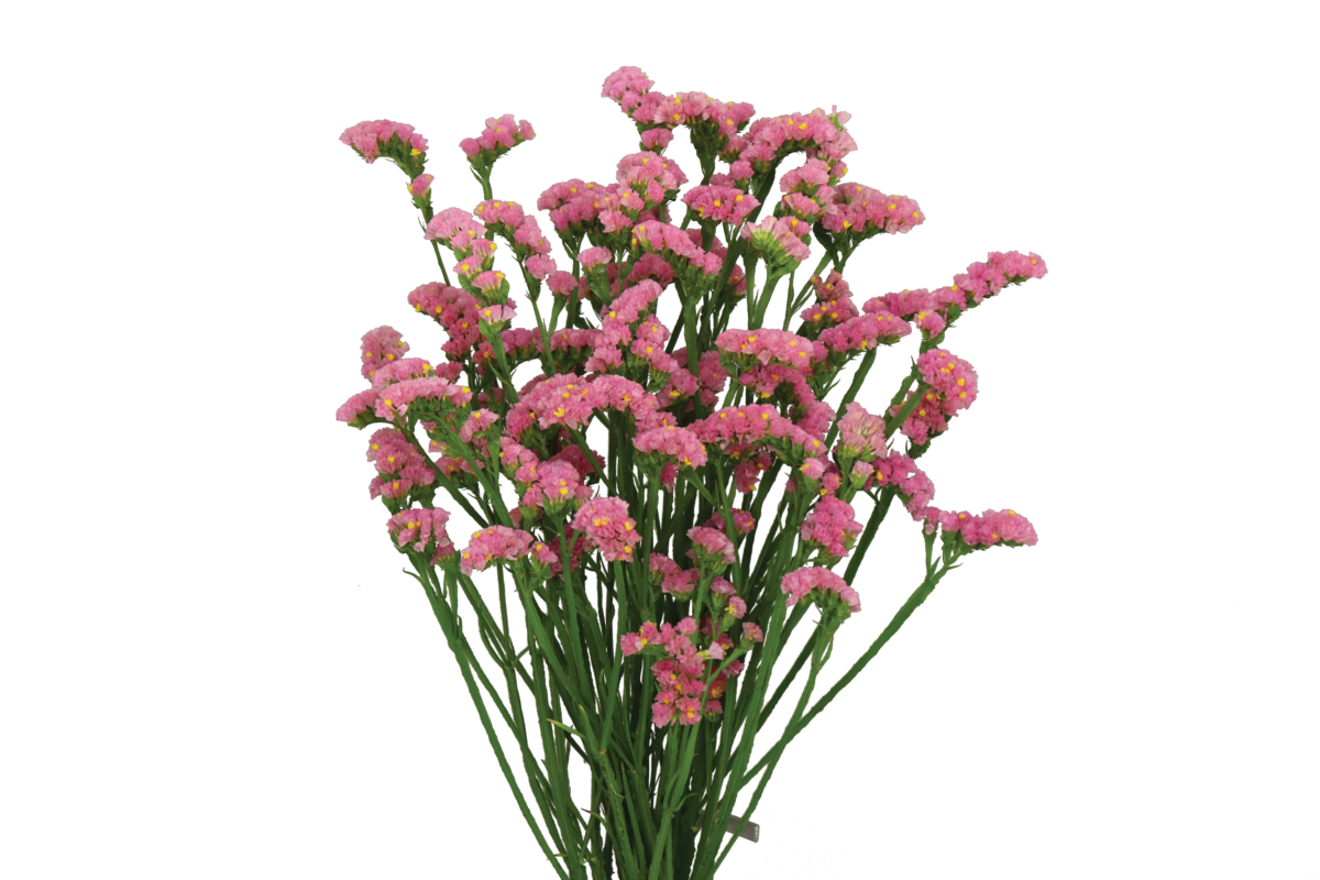 SUPERTA™ PINK