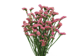 SUPERTA™ PINK