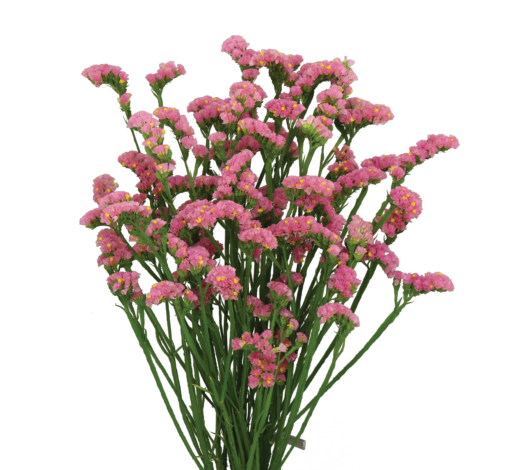 SUPERTA™ PINK