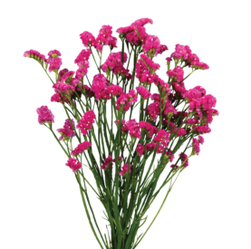 SUPERTA™ VERMILION
