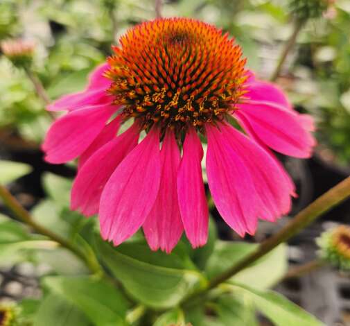 PANAMA™ Rose