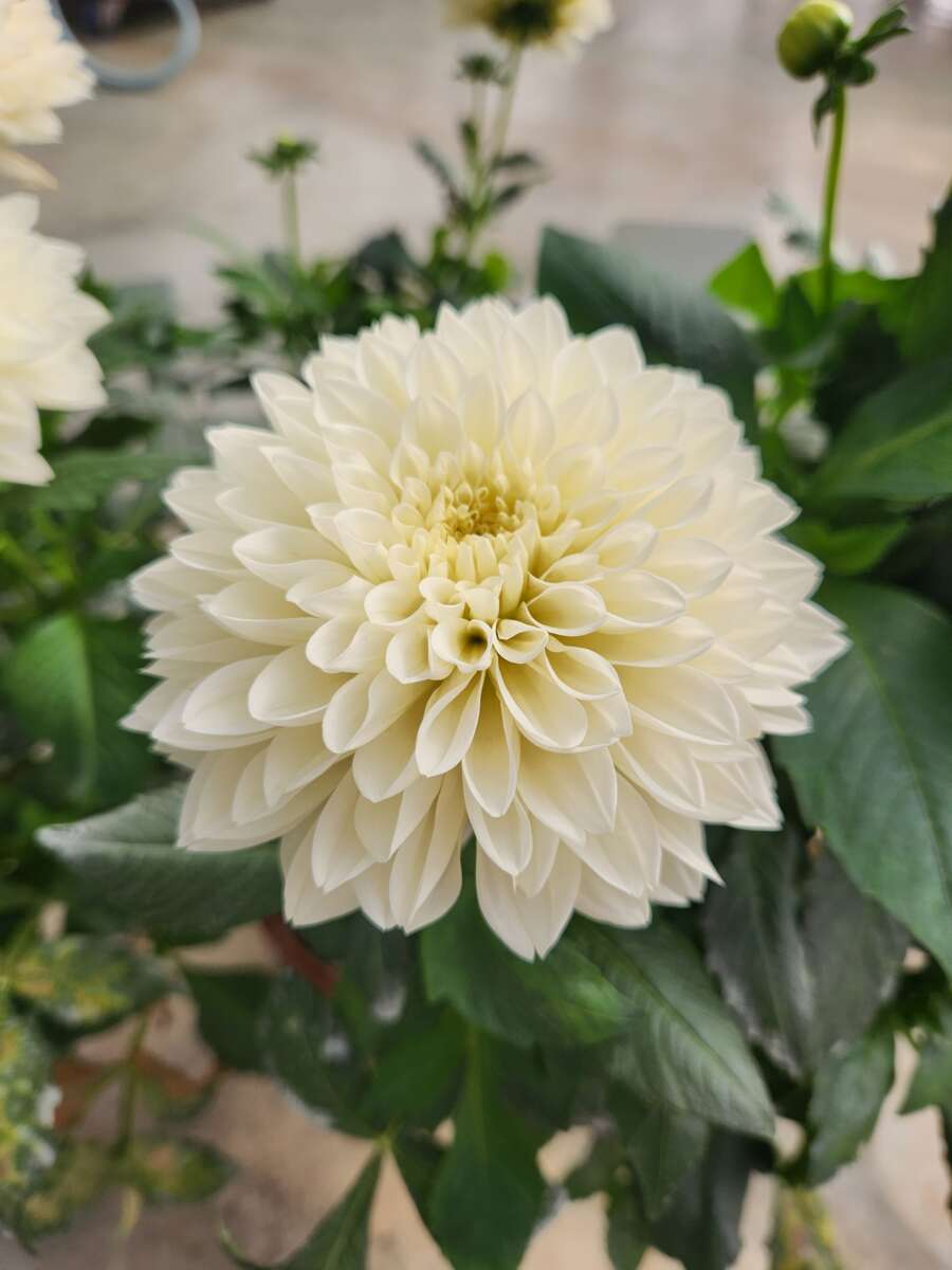 Zoom