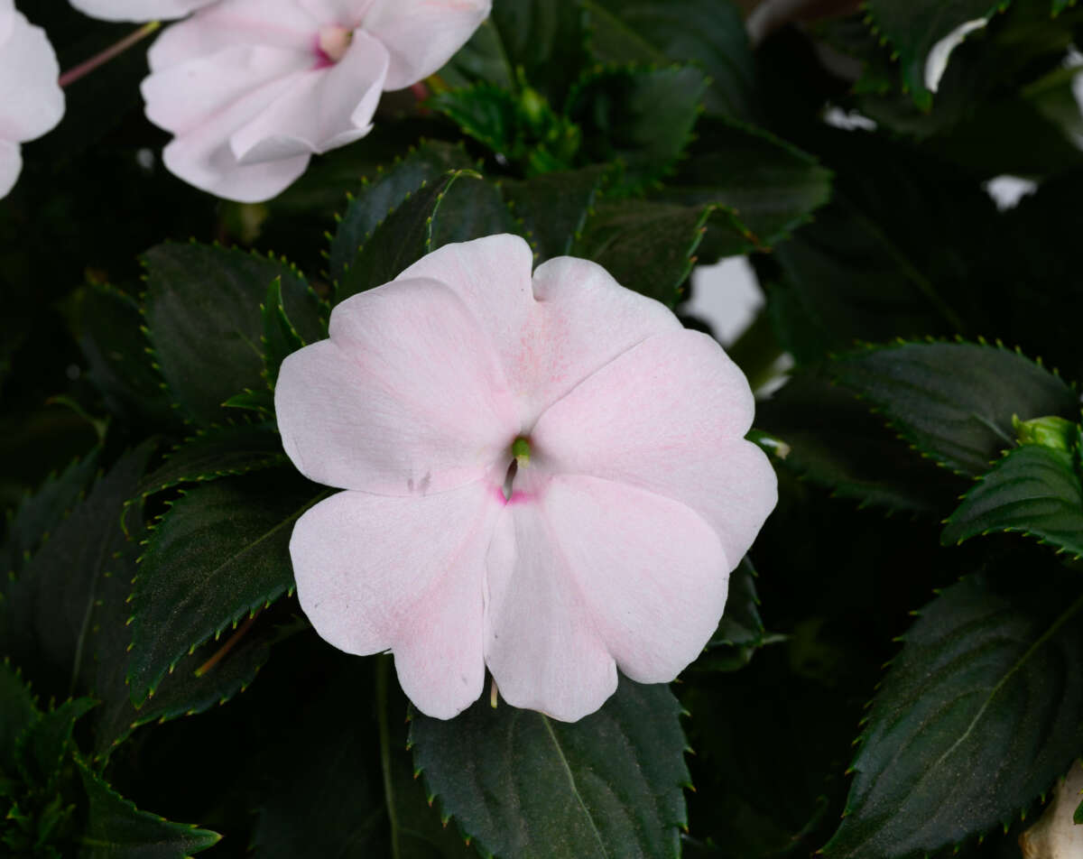 Zoom