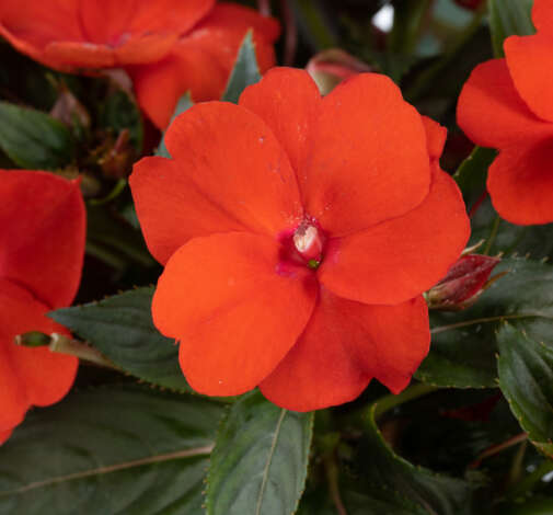 SOL LUNA™ Orange