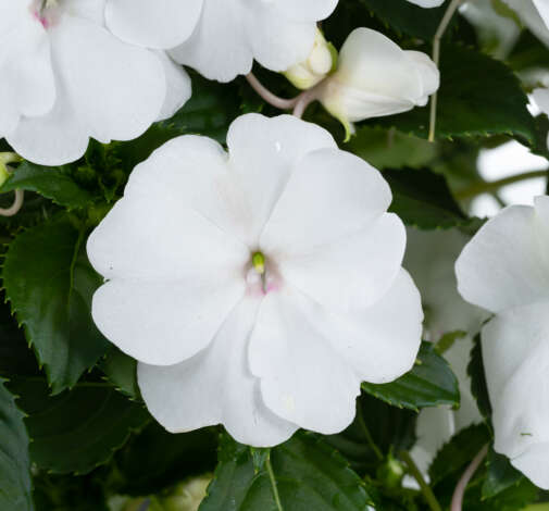SOL LUNA PRIME™ White