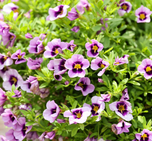 LIA™ Spark Lavender