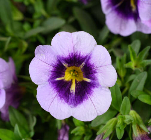 LIA™ Spark Lavender