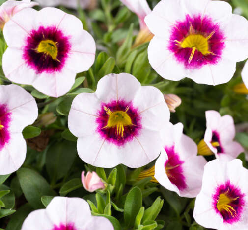 EYECONIC™ Cherry Blossom Imp.