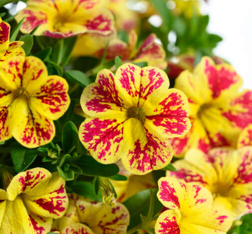 LIA™ Abstract Lemon Cherry