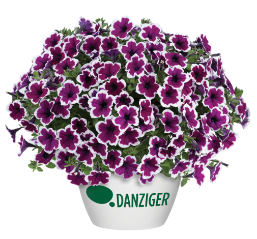 CAPELLA™ Rim Raspberry