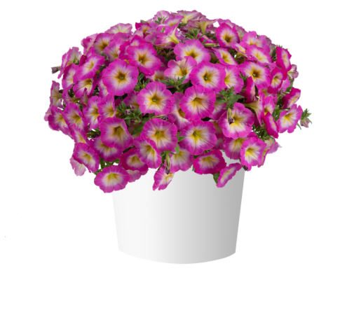 CAPELLA™ Pink Morn