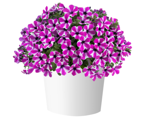 CAPELLA™ Magenta Diamond