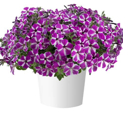 CASCADIAS™ Fuchsia Gem