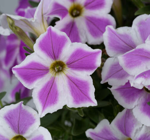 CASCADIAS™ Lilac Frost