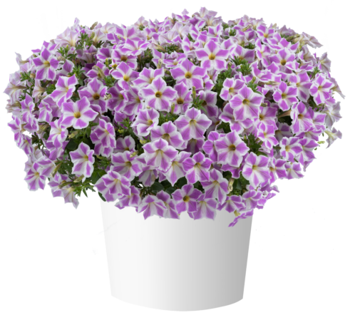 CASCADIAS™ Lilac Frost