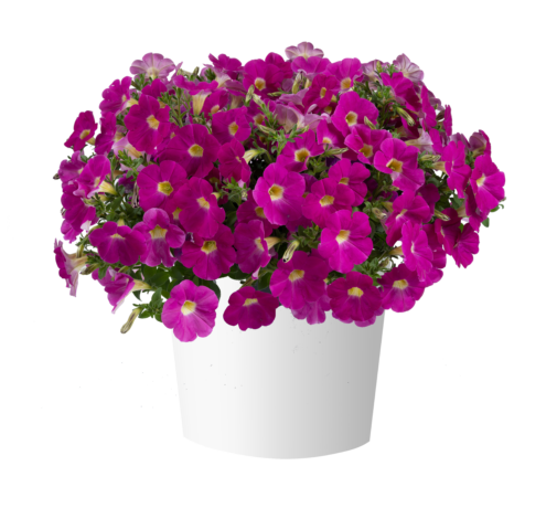 CASCADIAS™ Rose