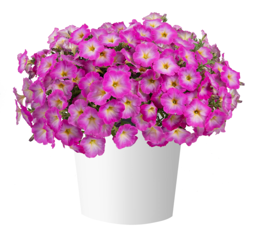 CASCADIAS™ Fantasy Hot Pink Imp.