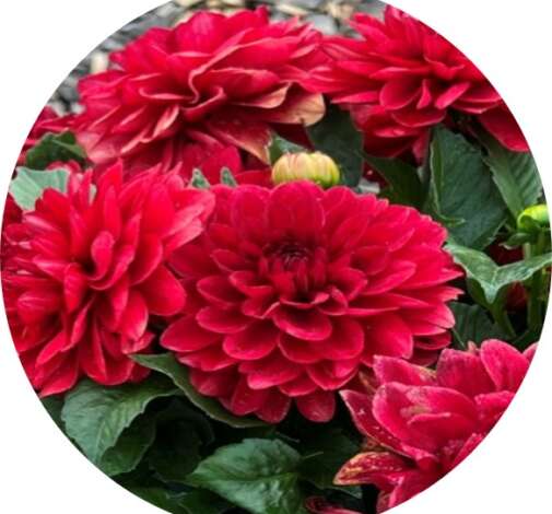 CHÉRIE™ Deep Red
