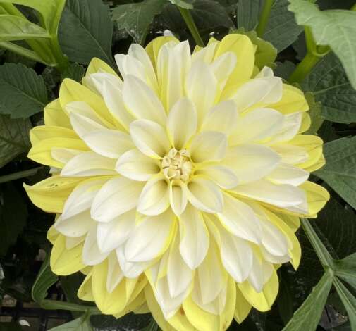 CHÉRIE™ Lemon