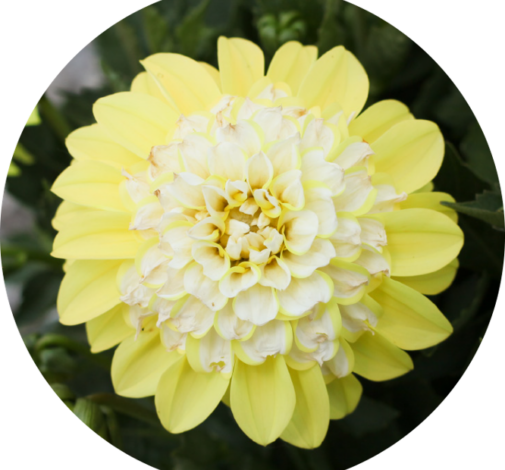 CHÉRIE™ Lemon