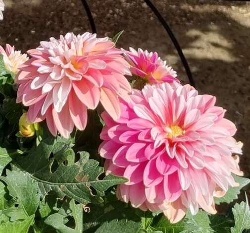 CHÉRIE™ Peach