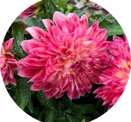 CHÉRIE™ Radiant Rose