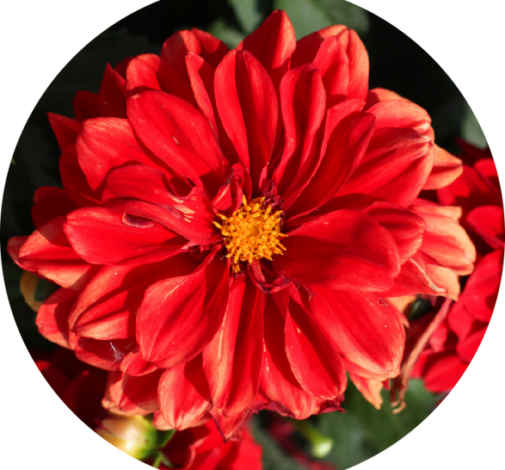 CHÉRIE™ Red