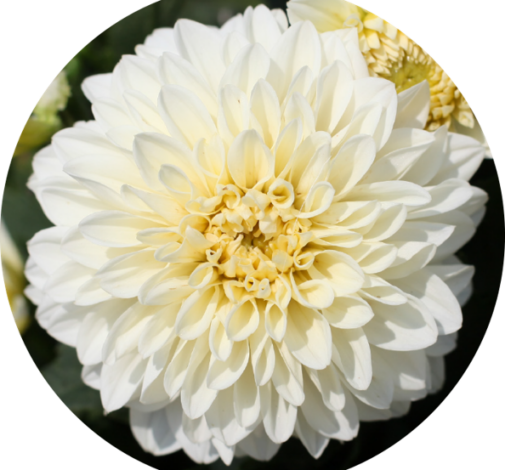 CHÉRIE™ White