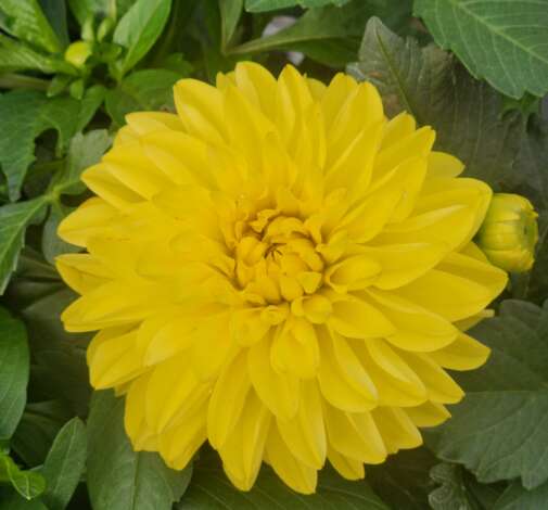 CHÉRIE™ Yellow