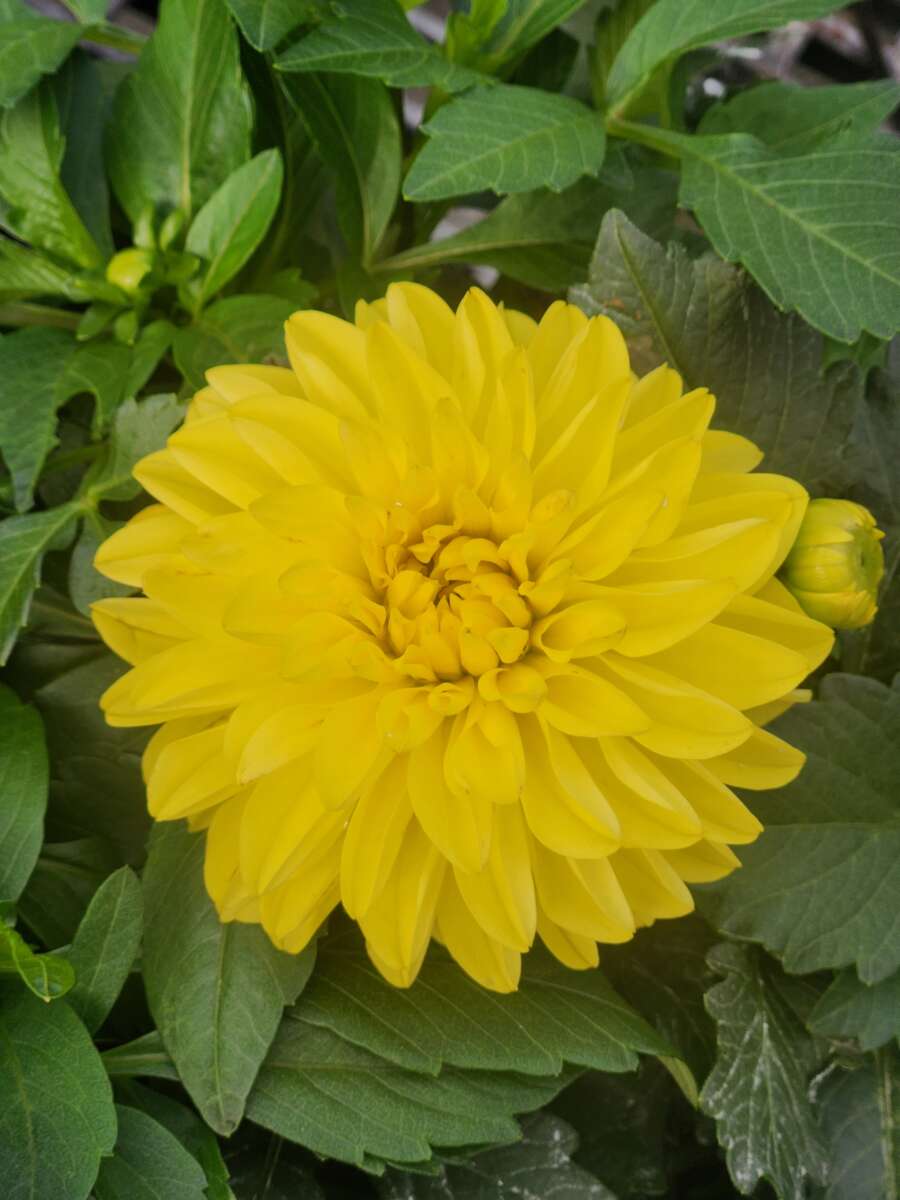 Zoom