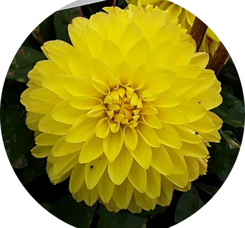 CHÉRIE™ Yellow