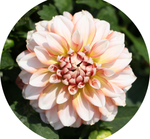 CHÉRIE™ Peach