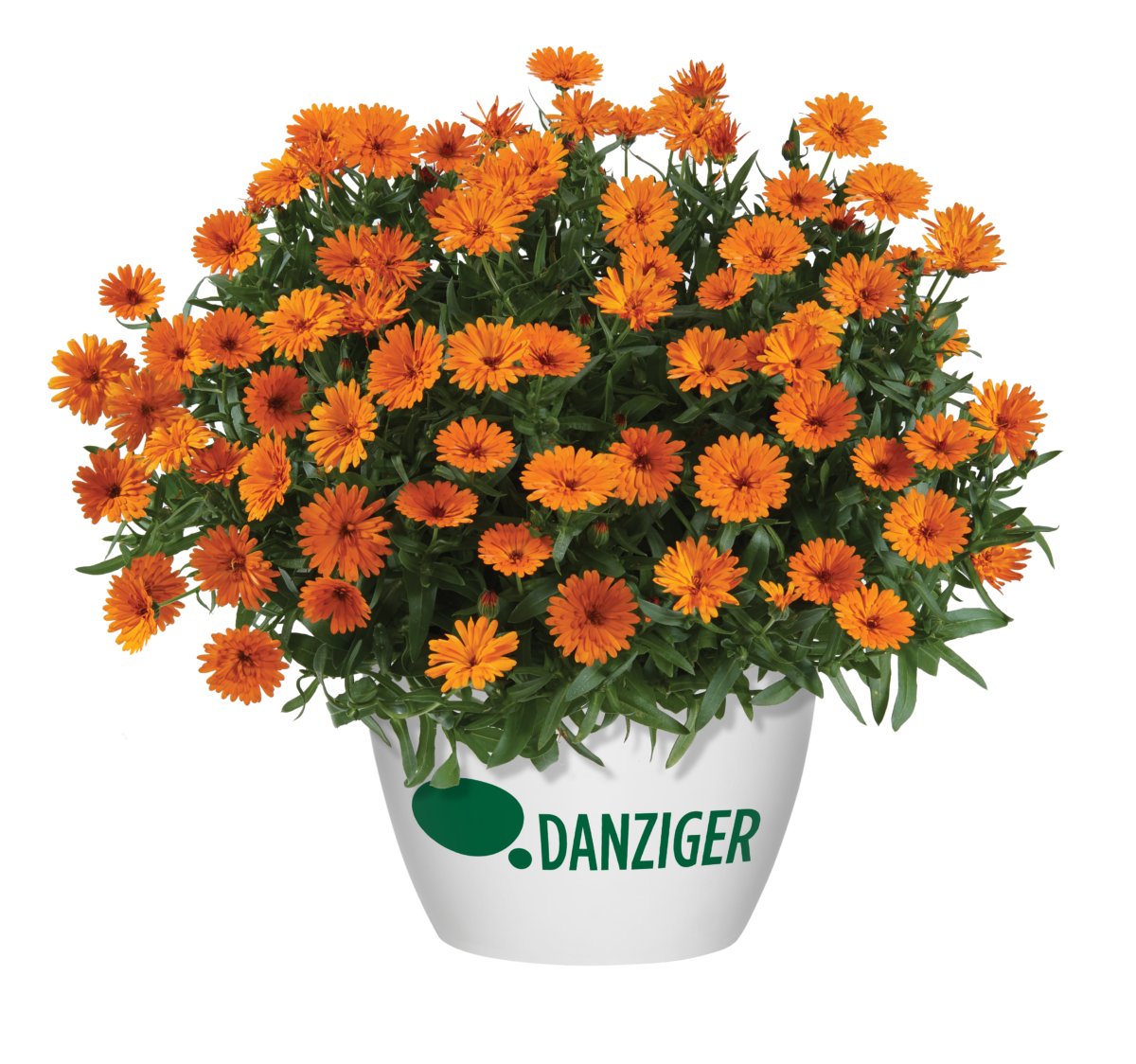 CHEERS™ Tangerine Imp.