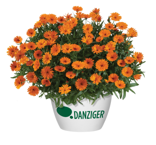 CHEERS™ Tangerine Imp.