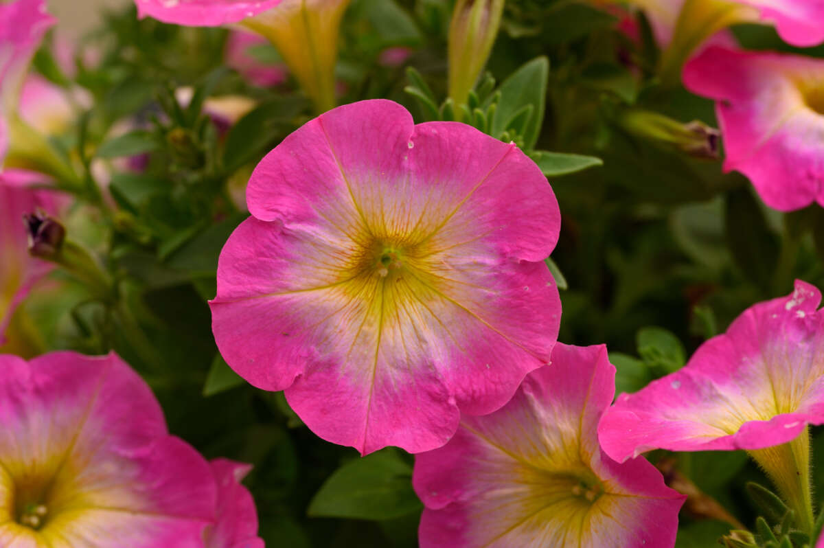 Zoom