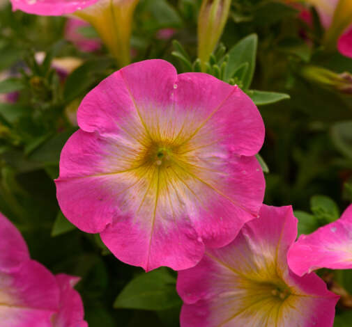 CAPELLA™ Pink Morn