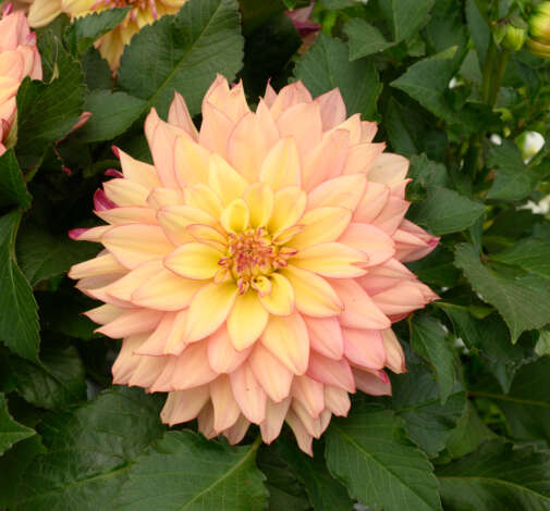 DARLIN’™ Radiant Peach
