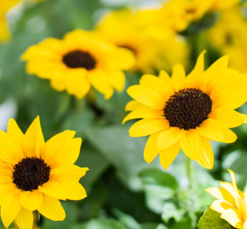 SOL SEEKER™ Bee Yellow