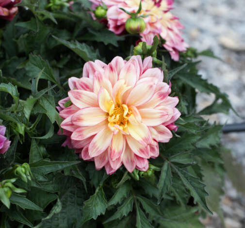CHÉRIE™ Radiant Rose