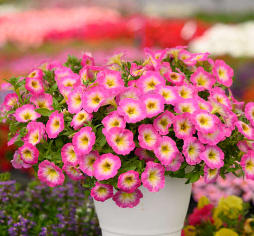 CAPELLA™ Pink Morn