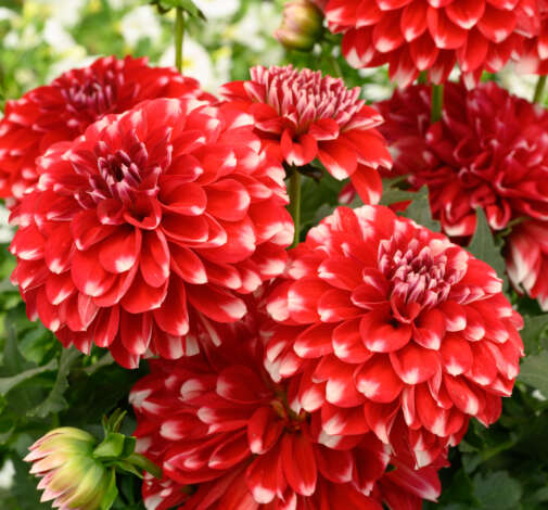 CHÉRIE™ Red Lace