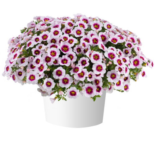 EYECONIC™ Cherry Blossom Imp.