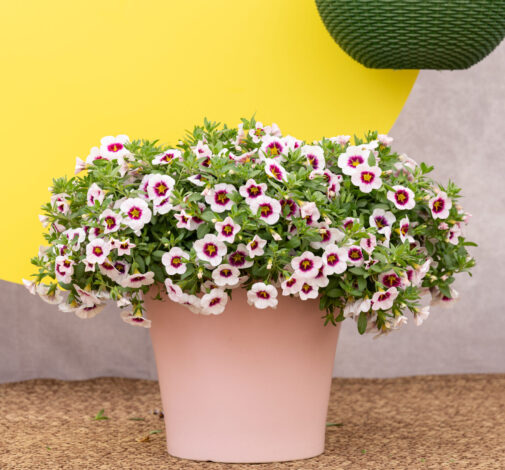 EYECONIC™ Cherry Blossom Imp.