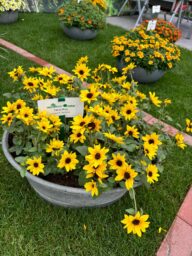SOL SEEKER™ Bee Yellow
