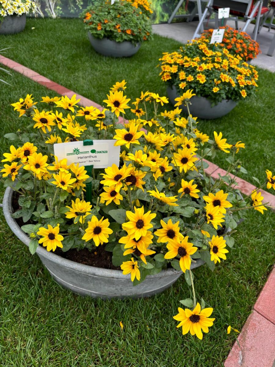 SOL SEEKER™ Bee Yellow