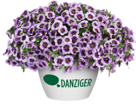 LIA™ Spark Lavender