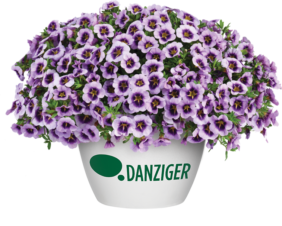 LIA™ Spark Lavender