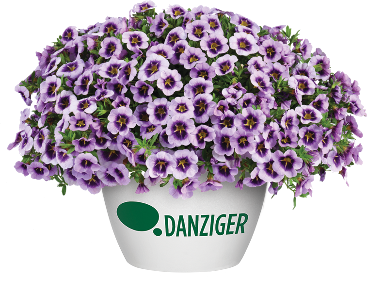 LIA™ Spark Lavender